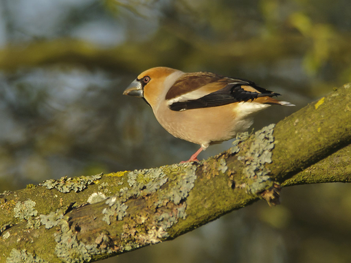 hawfinch.jpg