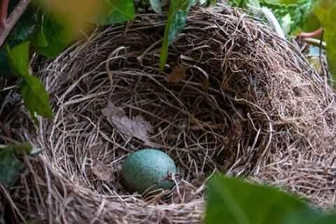 Song Thrush NestWithEgg.jpg