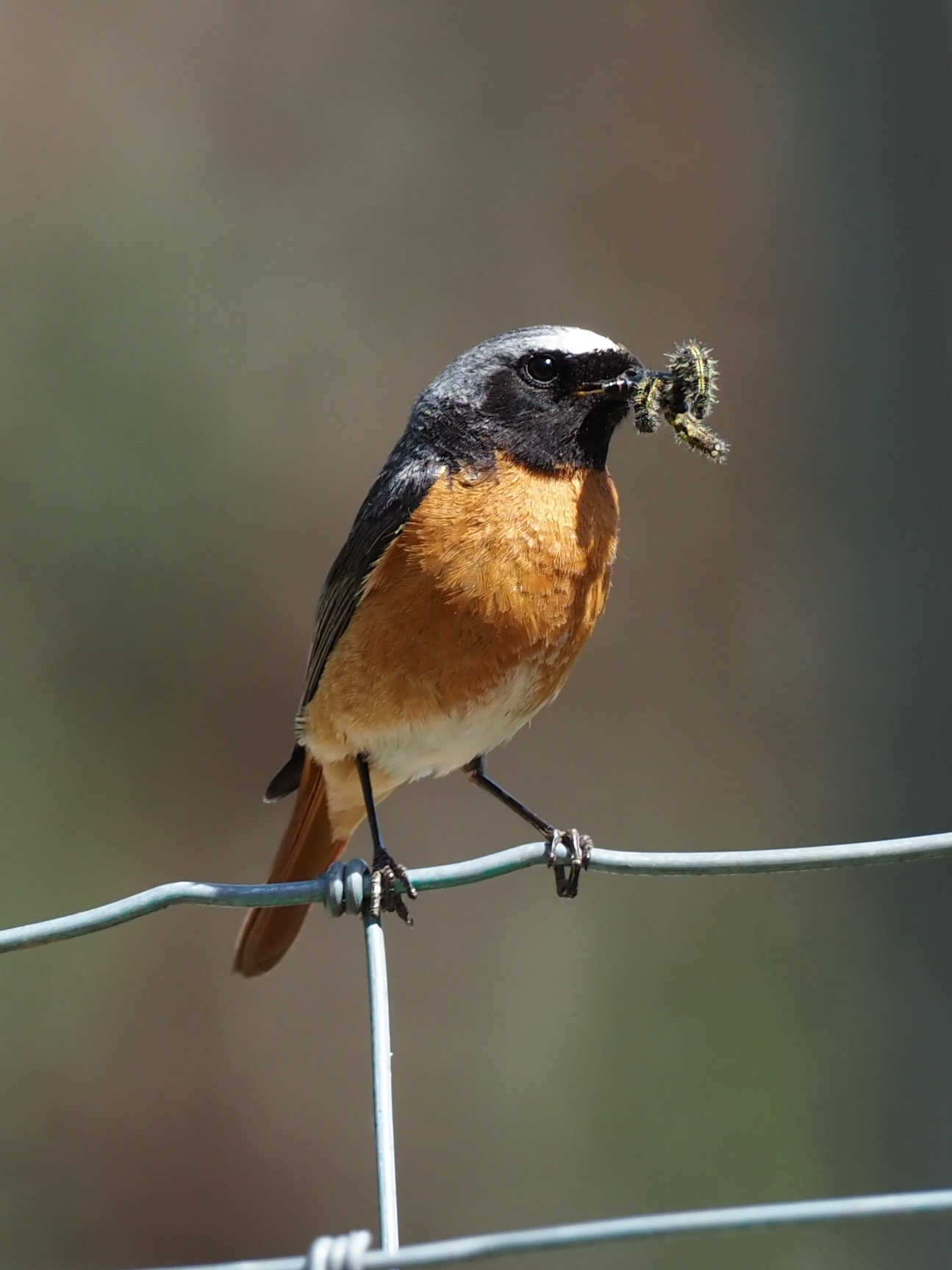 Male Redstart with caterpillars MLF.JPG