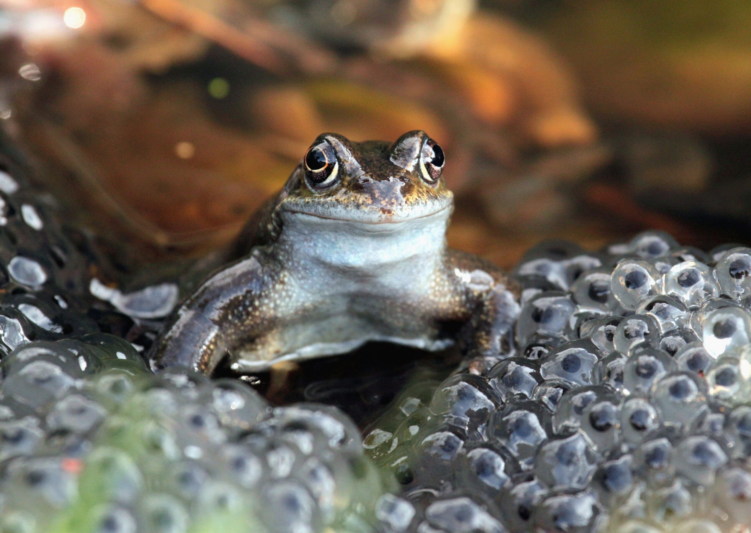 Frog with spawn.jpg