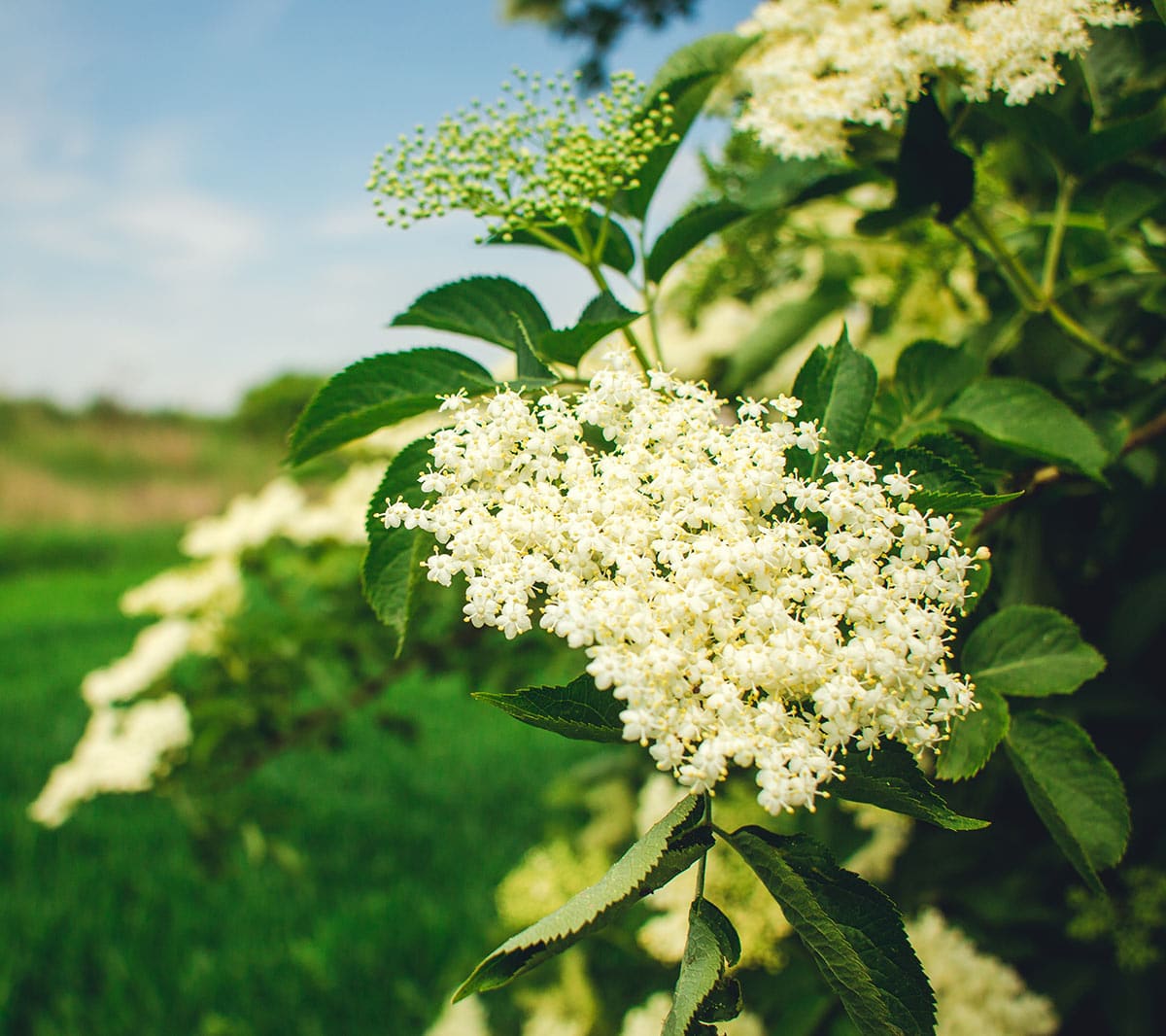 elderflowers.jpg