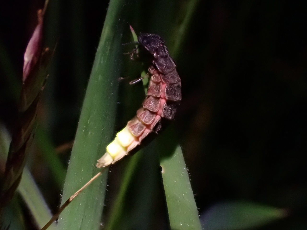 Glowworm female.jpeg