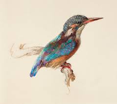 Ruskin Kingfisher, Ashmolean.jpg