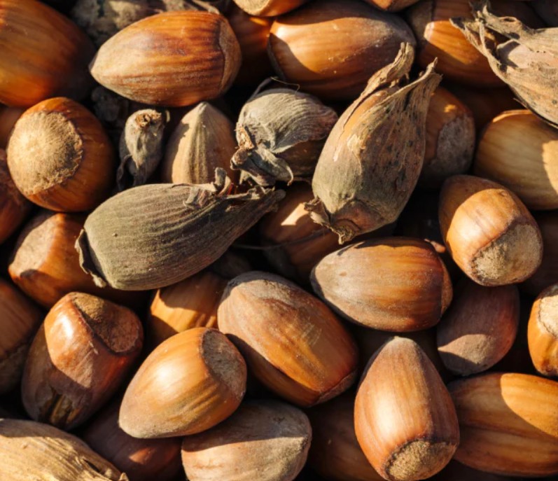 Charlie Tebbutt web image of cobnuts.jpg
