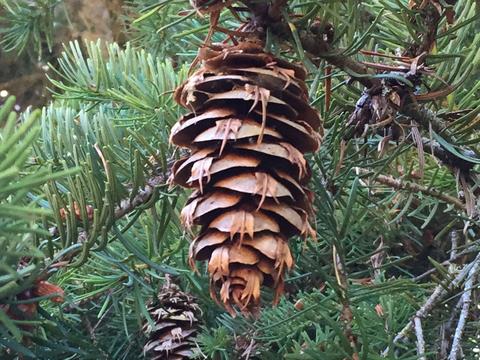 Douglas Fir cone 2.jpg (1)