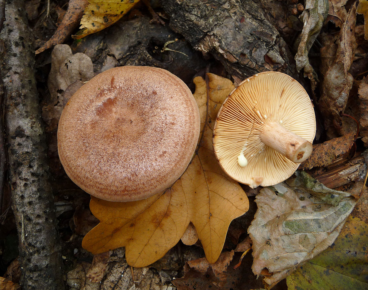 oak milkcap (1).jpg