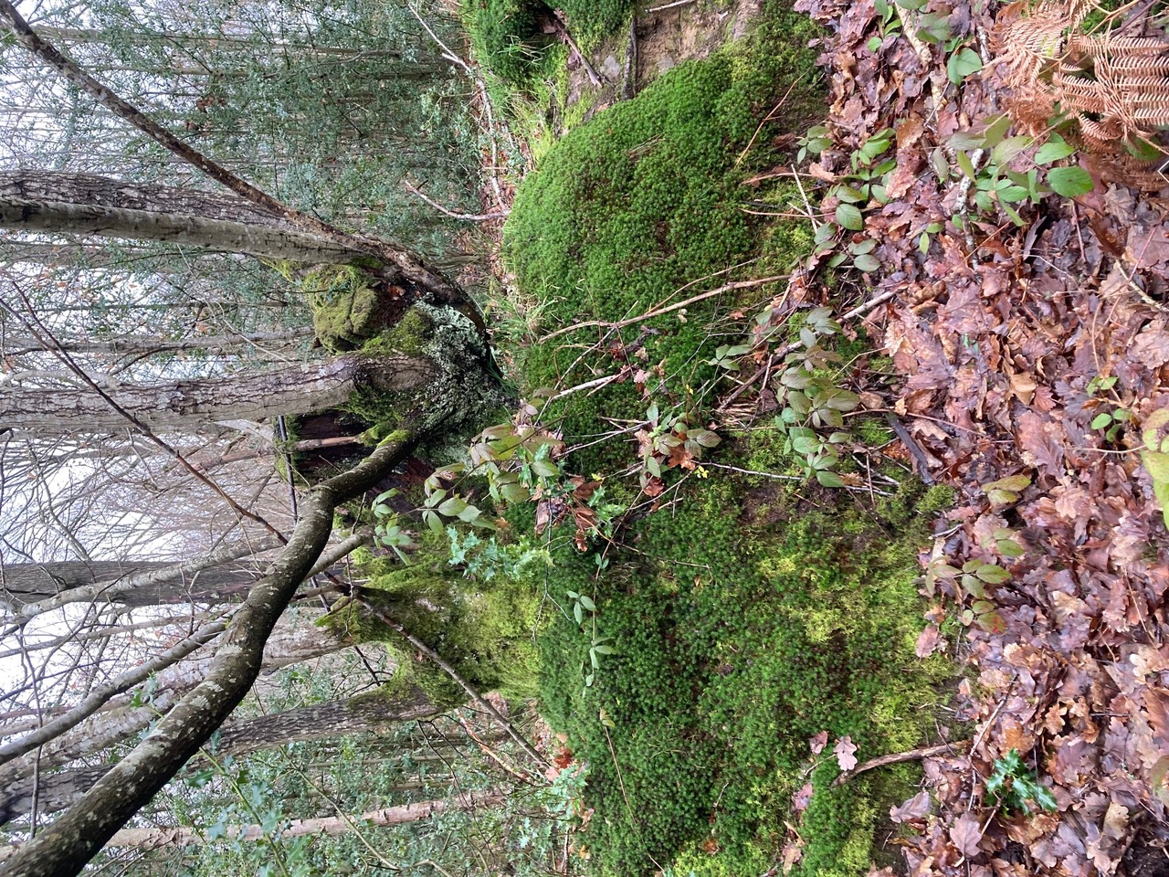 Hedge bank Tanners Hill.jpeg