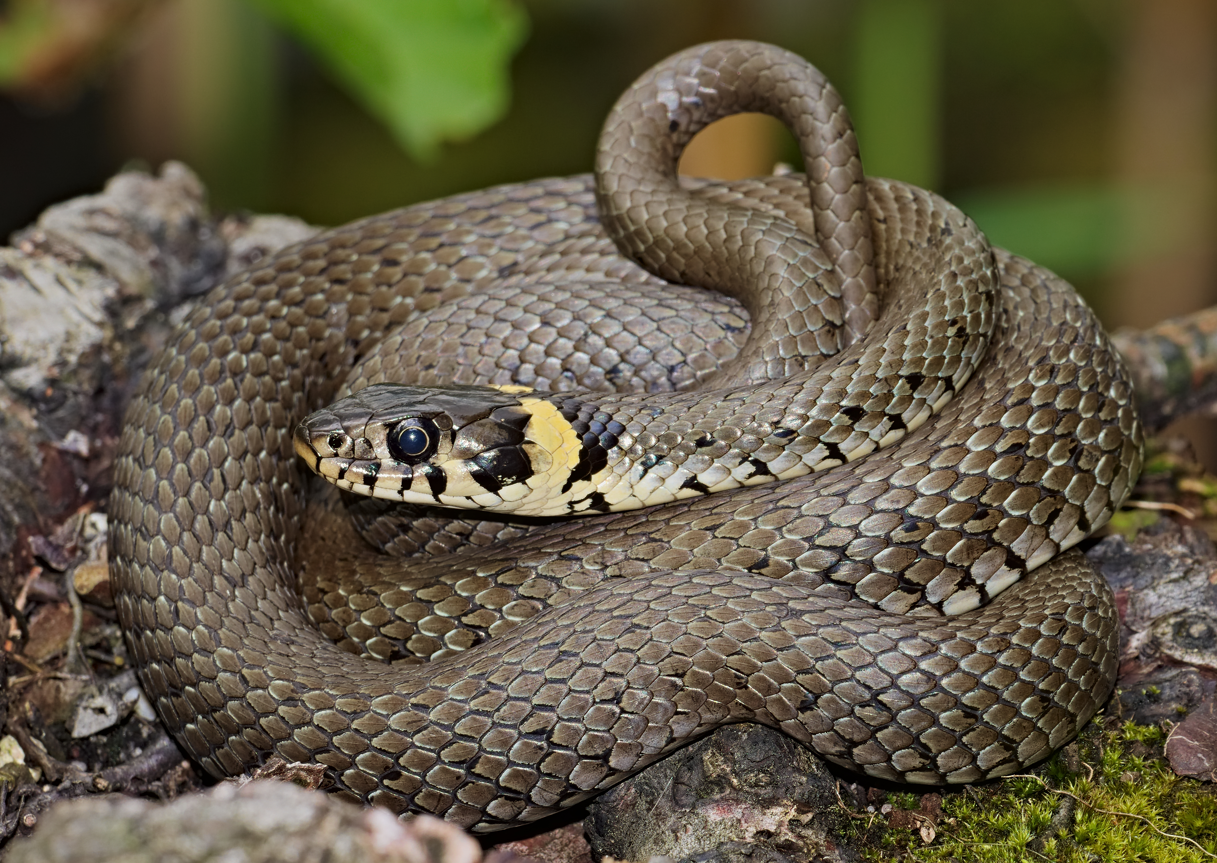 Grass snake (1).jpg