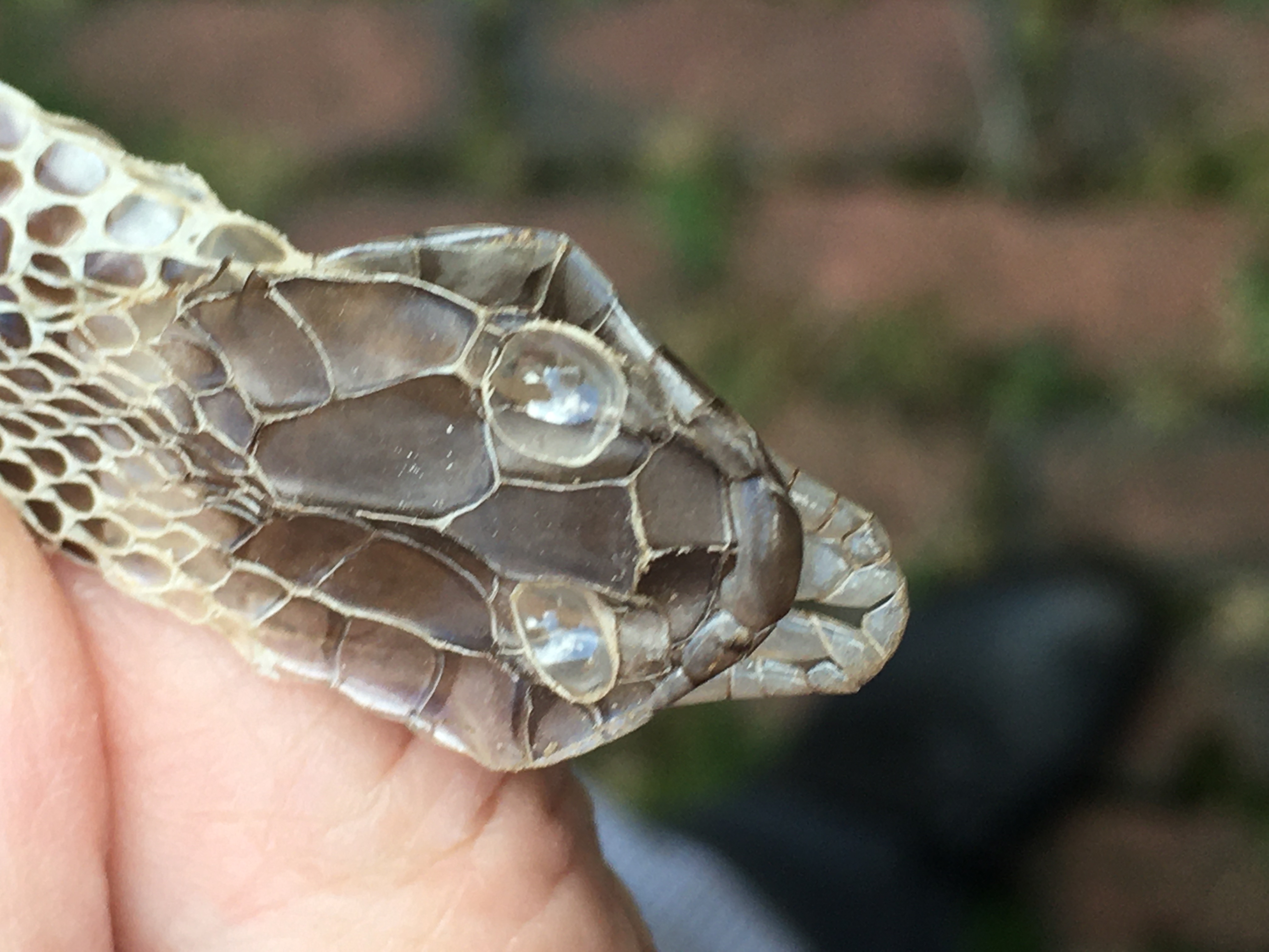 Grass snake skin (1).JPG