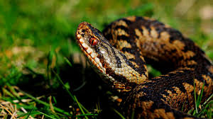 Adder2 Woodland Trust.jpg