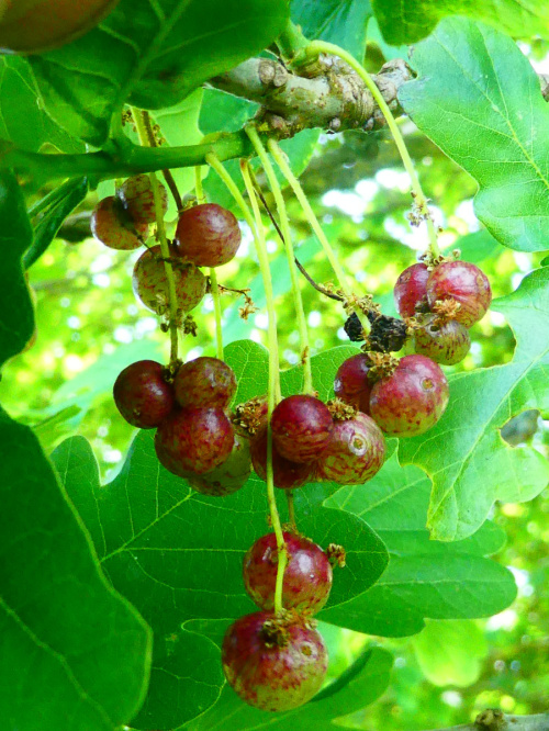 currant galls on oak.jpg