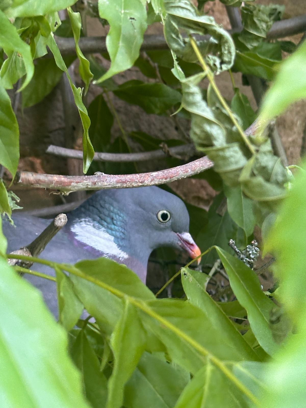 Woodpigeon1 Phil Taylor.jpeg