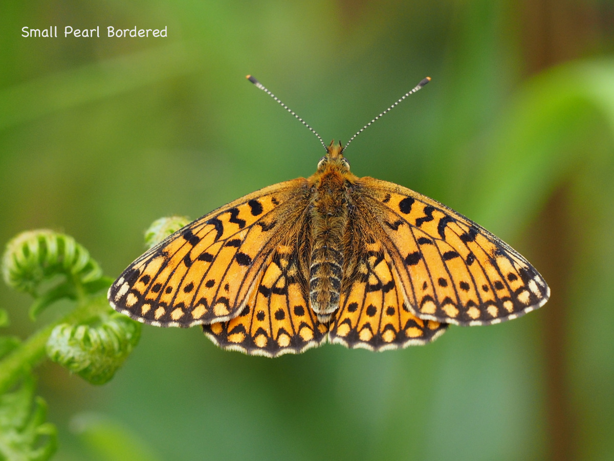 Small Pearl Bordered Fritillary (Mick Farmer) (2).JPG