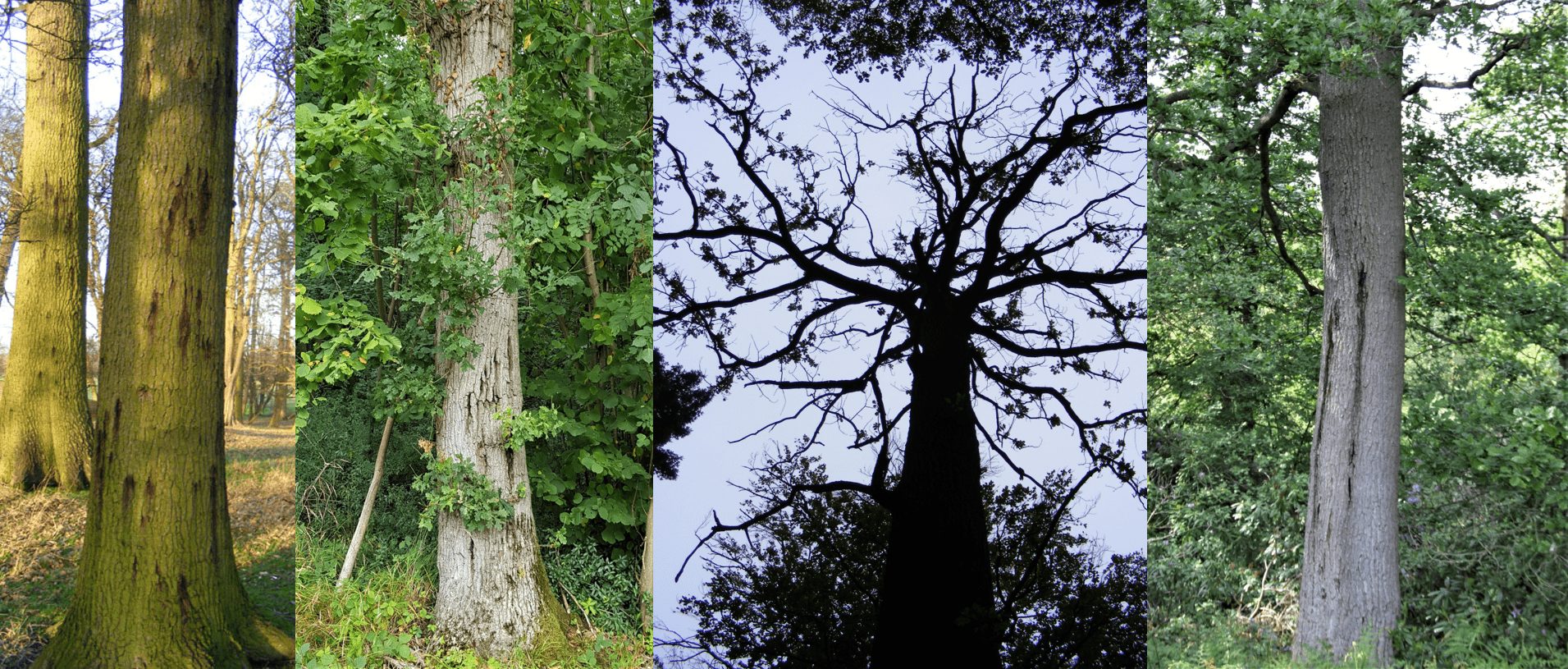 Acute oak decline - Forest Research.jpg
